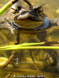 hey - wa's up.....??? by Claudia Weber-Gebert 